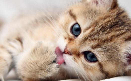 �����߲�����ǣ�è���γ���ʲô����������������