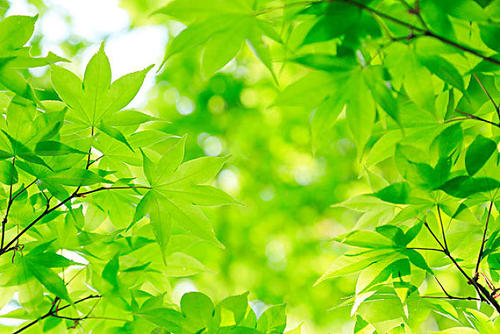 ������������ϵͳ̽��ֲ�������