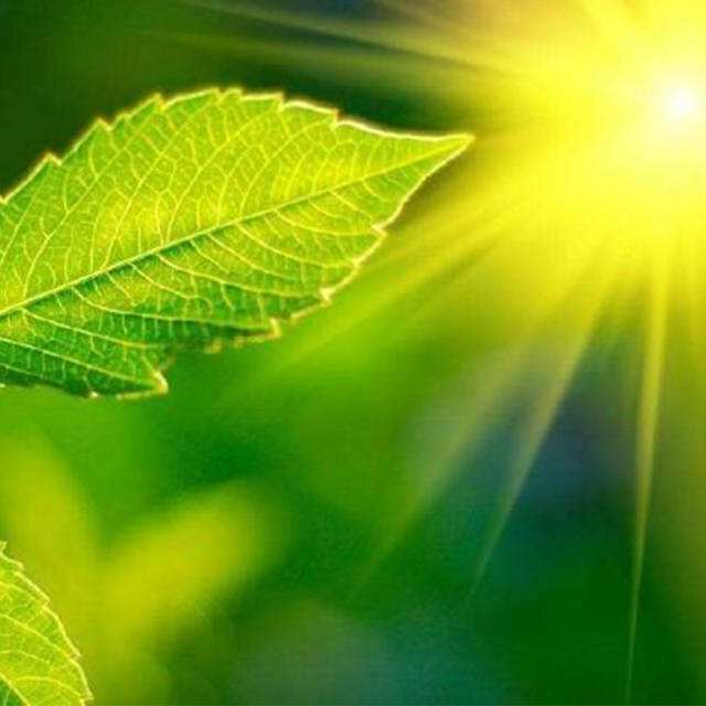 便携式光合速率仪 便携式光合速率仪