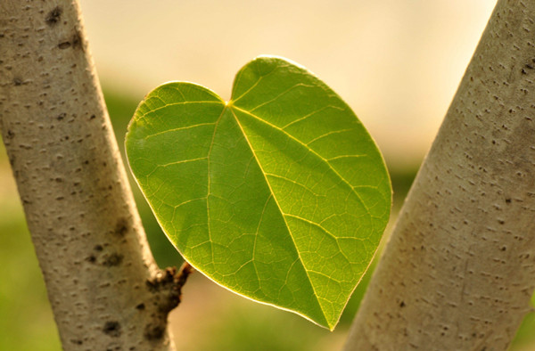 �������òⶨ��