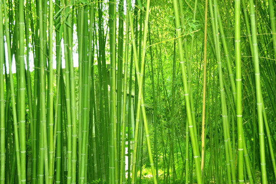 ֲ�����Ҫ����������������������